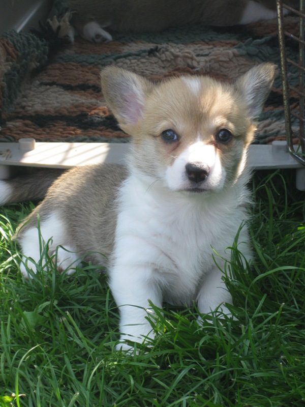 Puppies